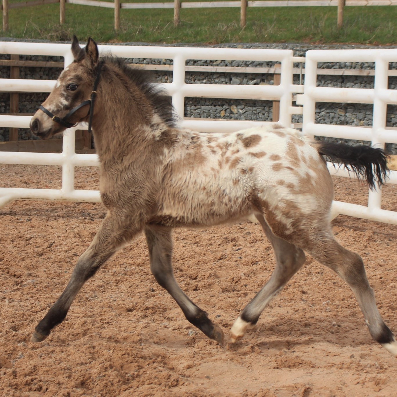 Appaloosa Foal - Redheart River Run